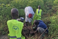 plantation-arbre-1