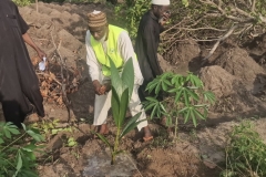 plantation-arbre-3