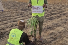 plantation-arbre-9