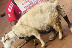 sacrifice-mouton-2025-7